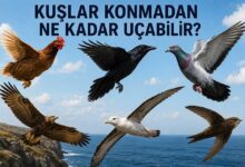 kuslar